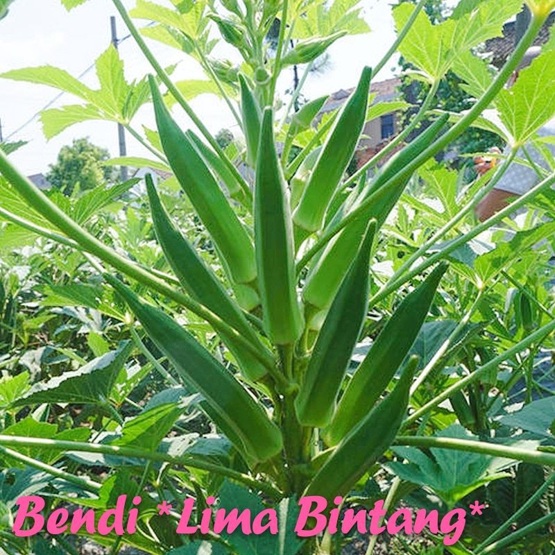 Benih Bendi Pokok Rendah pcs Okra 矮树羊角豆种子 Shopee Malaysia