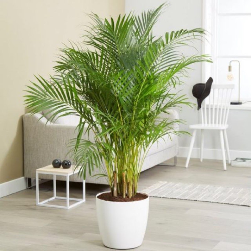 Buy Pokok Pinang Kuning Areca Golden Palm Seetracker Malaysia