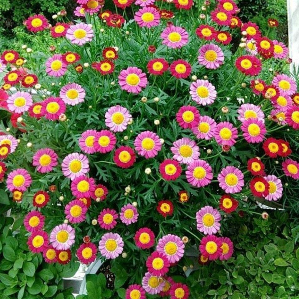 Buy Two Marguerite Flower Seeds Balcony Garden Flowers Potted Seeds Candy Daisy买二玛格丽特花种子阳台庭院花卉盆栽种籽糖果雏菊木春菊四季3 19 Shopee Malaysia