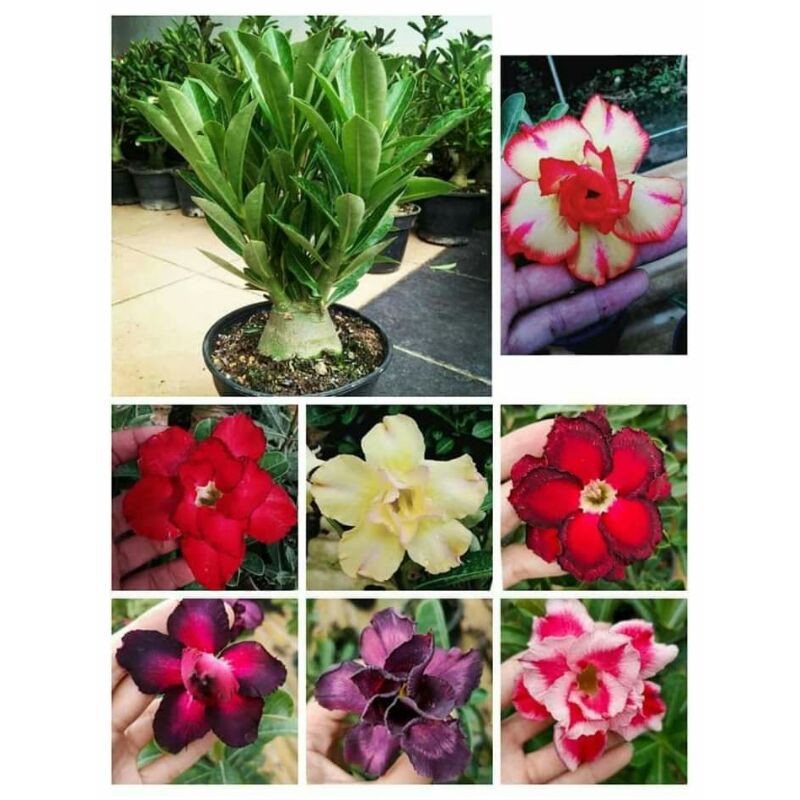 4 Pokok Xxl Adenium Taiwan Ori台湾实生富贵花xxl Shopee Malaysia