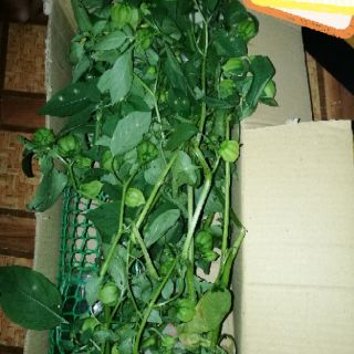 Hot sales🔥Pokok letup🔥ubat stroke pokok letop ciplukan 