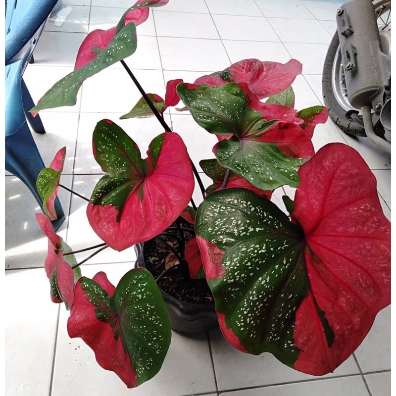 Buy 🌿🌿red baret thai caladium🌿🌿  SeeTracker Malaysia