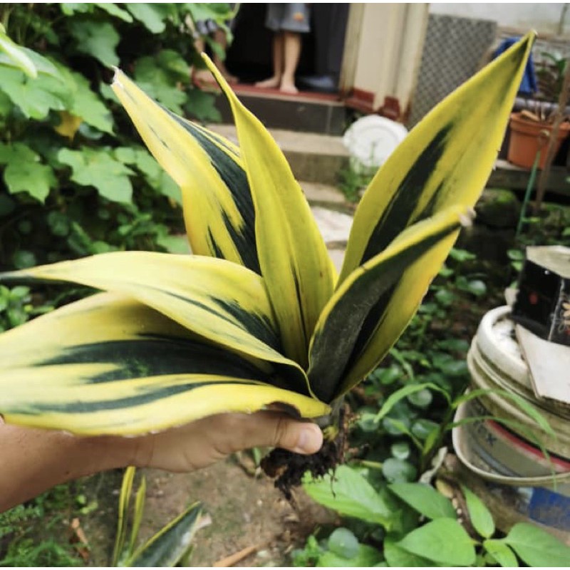Pokok Lidah Jin Pokok Hidup Lidah Mak Mertua Pots