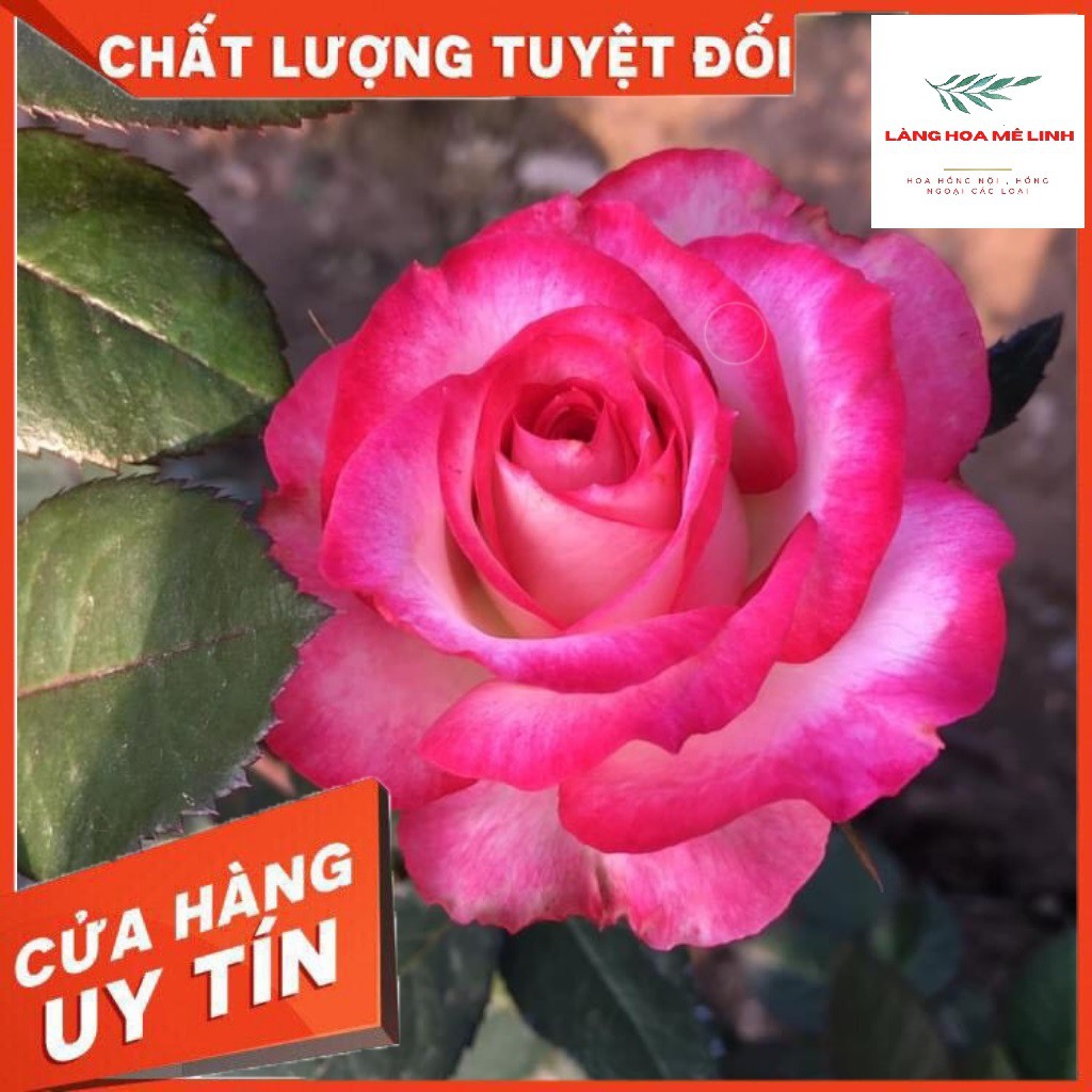 Inner Crane Rose Plant[ ️ ️ EXTREMELY BEAUTIFUL FLOWER FORM ️ ] - MYSTERIOUS BEAUTY UNDER THE PEACEFUL NAME ️ ️ ️ ️