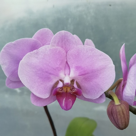 Phalaenopsis Hybrid Light Pink | Big Moth Orchid 3.5