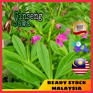 Buy Anak Pokok Ginseng Som Jawa Talinum Paniculatum Seetracker Malaysia