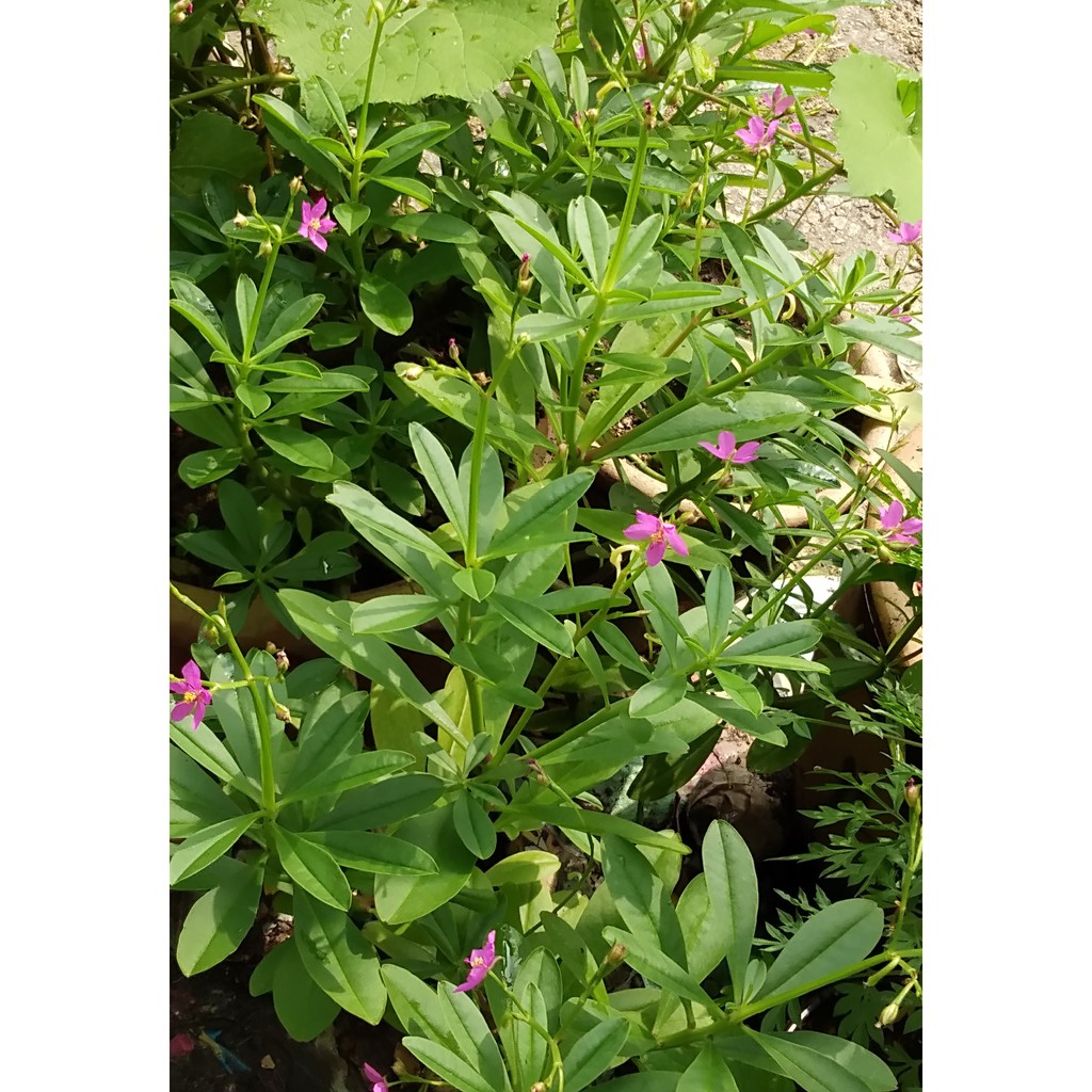 Ginseng Jawa Talinum Paniculatum Anak Pokok Polybag Shopee Malaysia