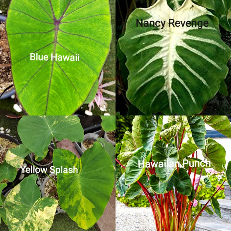 Colocasia Nancy Revenge, Yellow Splash, Blue Hawaii, Hawaiian Punch ...