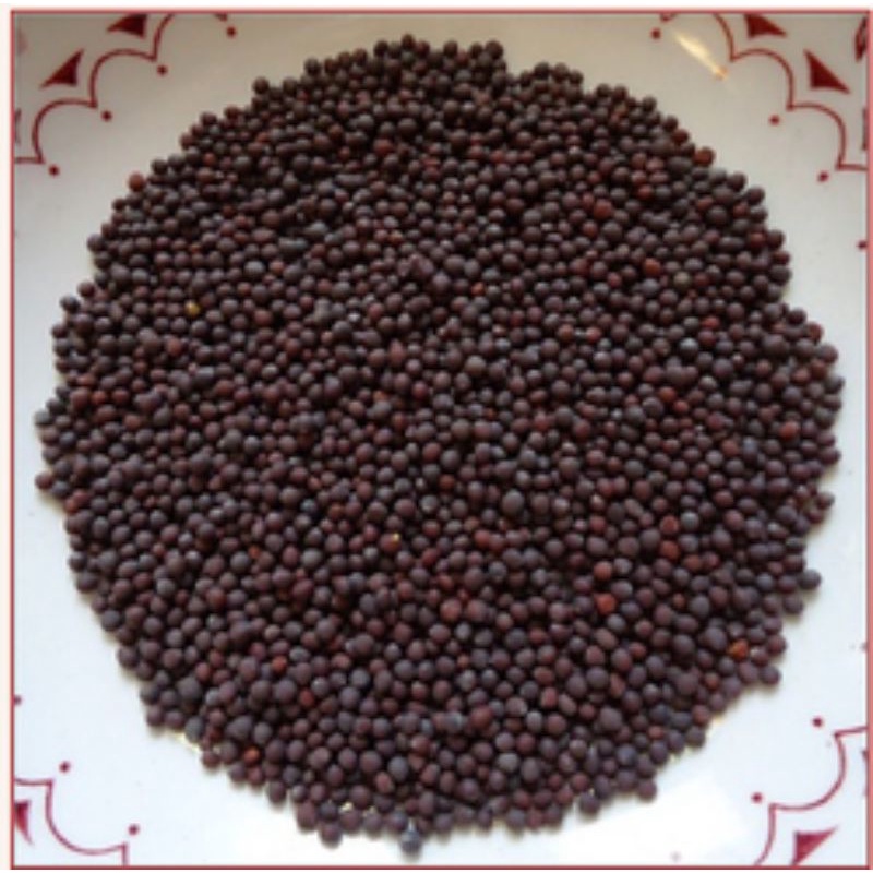 Biji Sawi Mustard Seed Kadugu 50g 100g 300g Shopee Malaysia