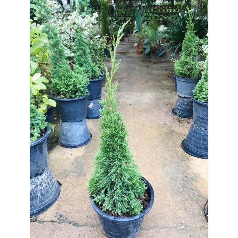 Anak Pokok Pencil Pine Pokok Krismas Shopee Malaysia