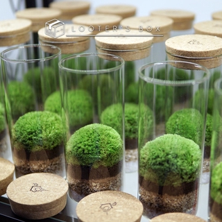 Preserved Moss Terrarium Ecotube Zero M Official Licensed Product By Terraliving Shopee Malaysia