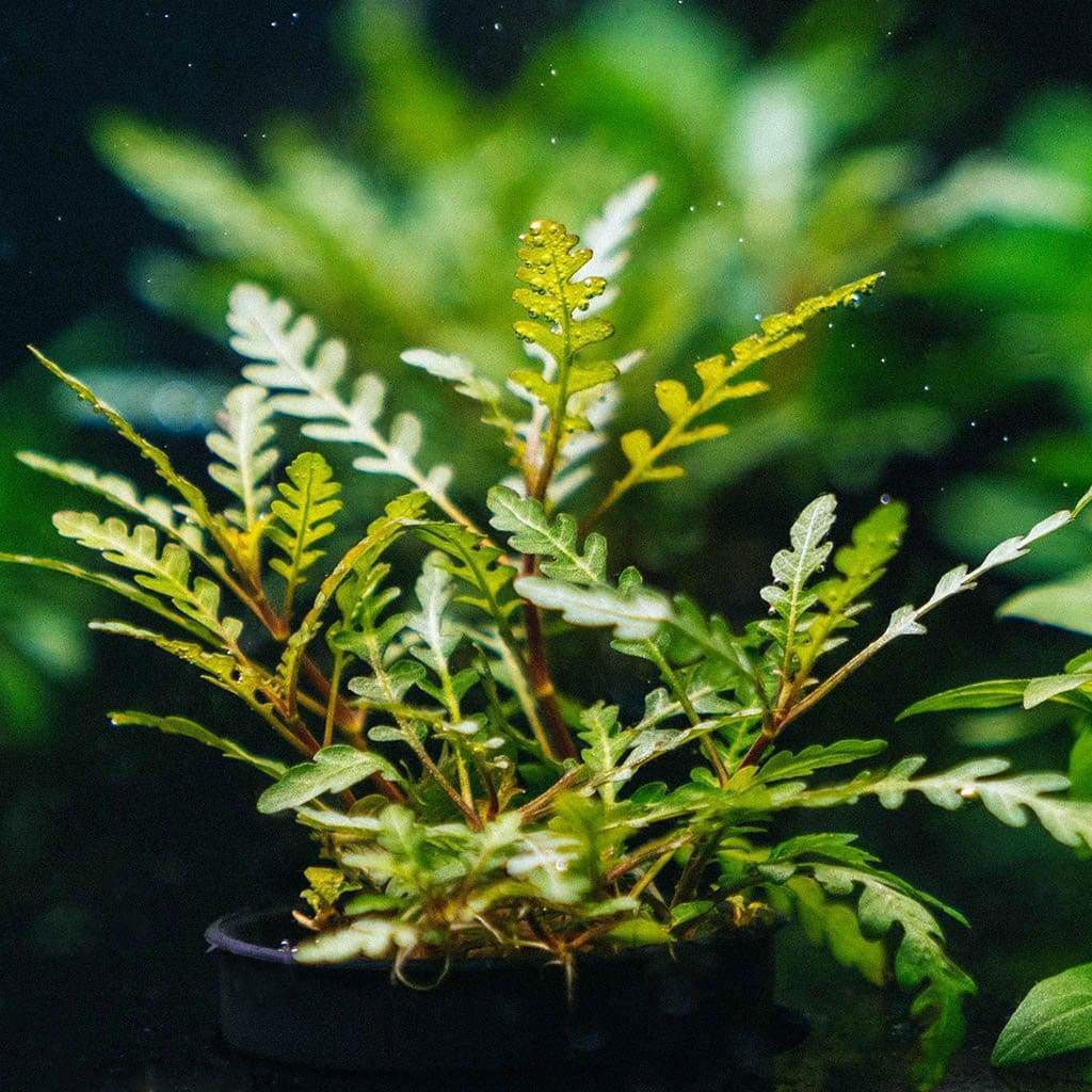 Гигрофила Пиннатифида Hygrophila pinnatifida Меристемное