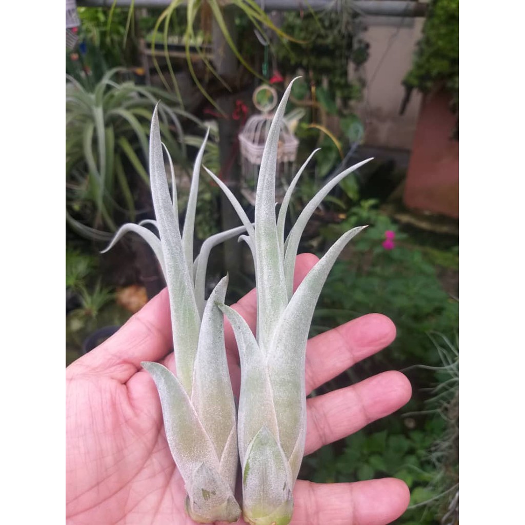 Airplant - Zacapa( T.brachycaulos x T. Caput medusae) | Shopee Malaysia