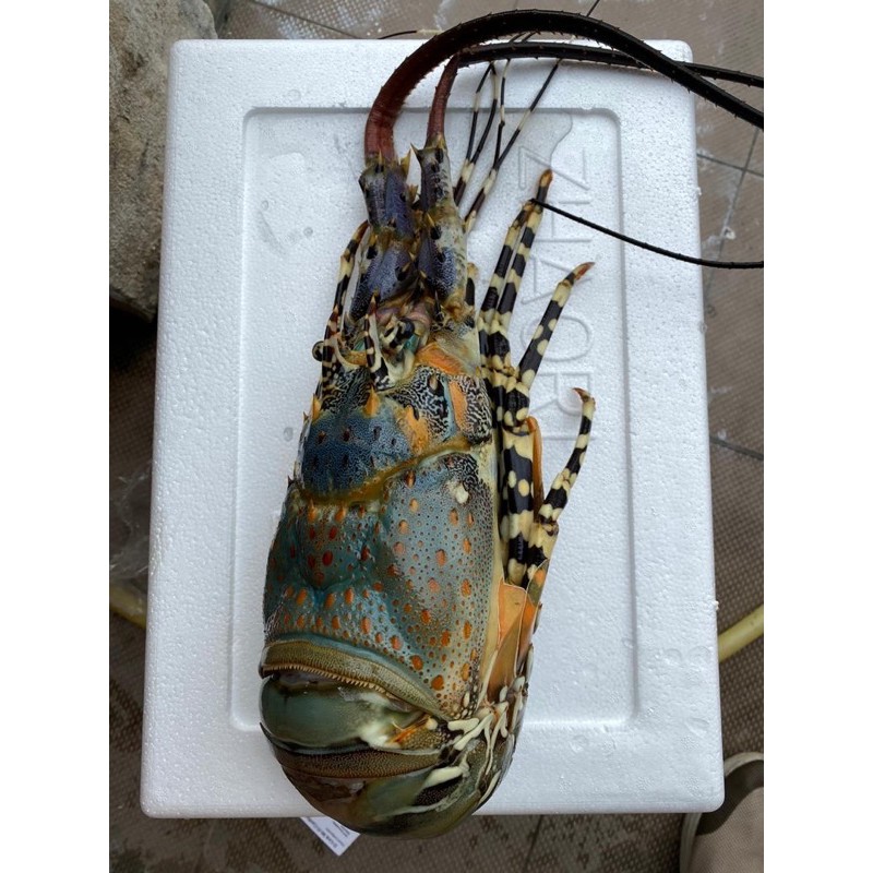 [Fresh Frozen Seafood]Green Lobster /Loster Hijau RM168/kg (delivery KL-Selangor selected area)