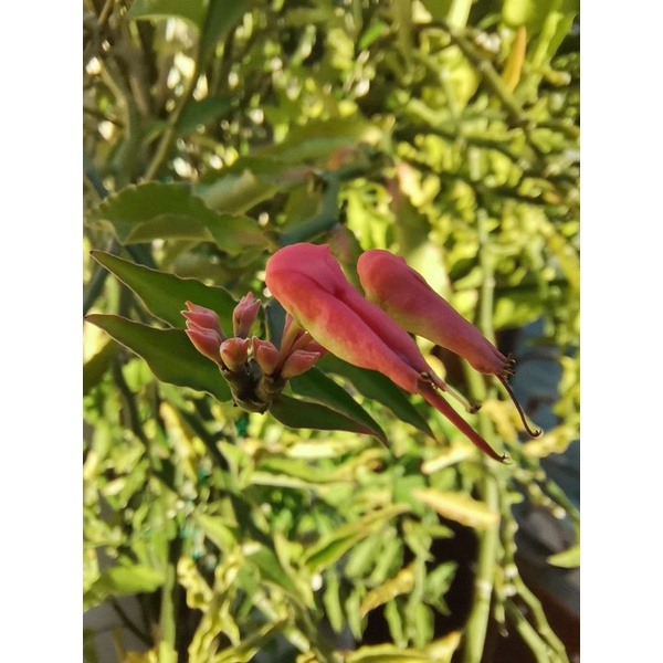 Buy Anak Pokok Bunga Burung Live Plants Little Bird S Flower 小鸟花苗 红绿雀珊瑚 Seetracker Malaysia