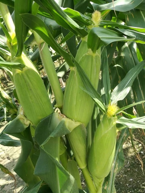 Poslaju Percuma Baja Pokok Jagung Gred A Shopee Malaysia