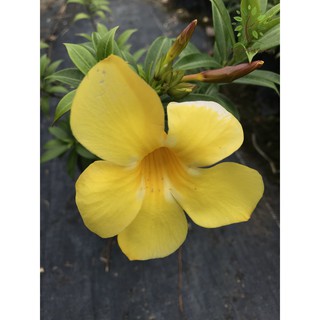 Berjaya Plant Nursery Bunga Loceng Kuning Allamanda Pokok Bunga Hidup Pokok Hiasan Luar Rumah Real Live Outdoor Plant Shopee Malaysia