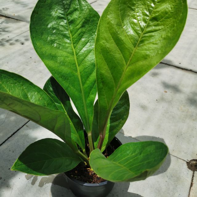 Jungle Bush 密林丛花烛 Home Office Garden Indoor Live Plant Shopee Malaysia