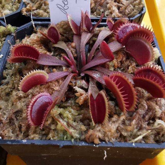 Dionaea Muscipula 