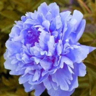 Peony Flower芍药花芍药花卉盆栽芍药根块多瓣观赏芍药包活包对版 Shopee Malaysia