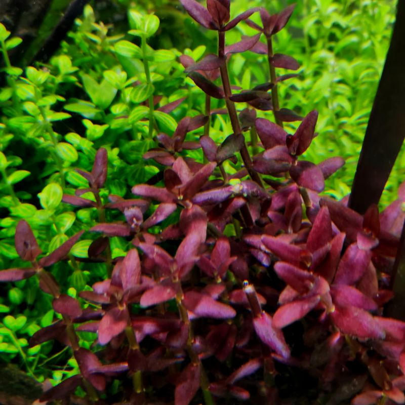 bacopa-salzmannii-aquatic-plant-subermse-shopee-malaysia