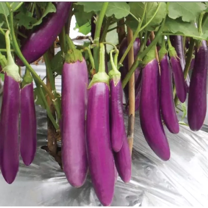 Benih Pokok Terung Panjang F1 Purple Brinjal Shopee Malaysia