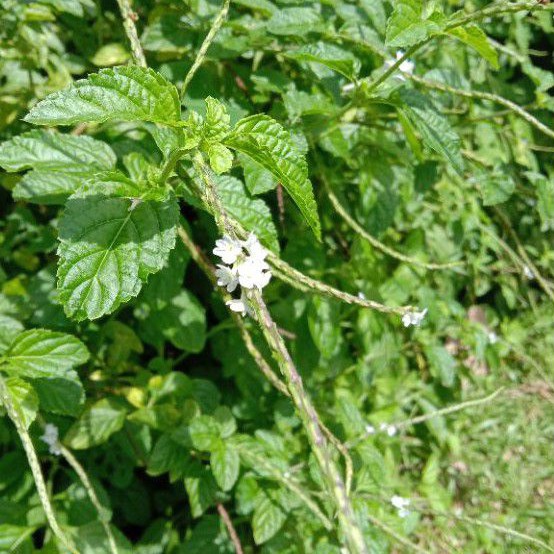 Pokok Herba Jolok Cacing Pokok Ekor Ular Shopee Malaysia