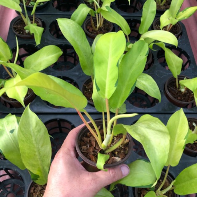 Philodendron Thai Sunrise Plant Pokok Shopee Malaysia