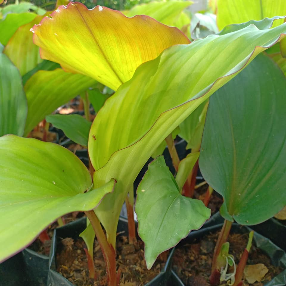 Anak Pokok  Kunyit  Hitam Kecil KAEMPFERIA PARVIFLORA 