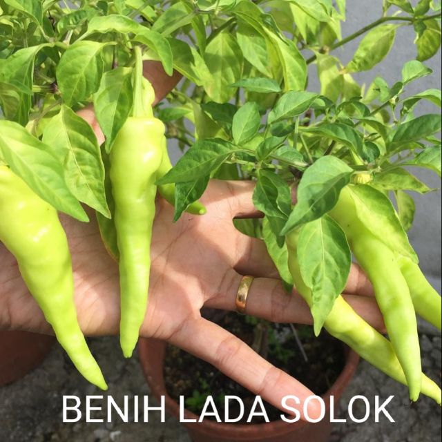 Biji Benih Lada Solok Solok Chili Seeds Gred Aaa Shopee Malaysia