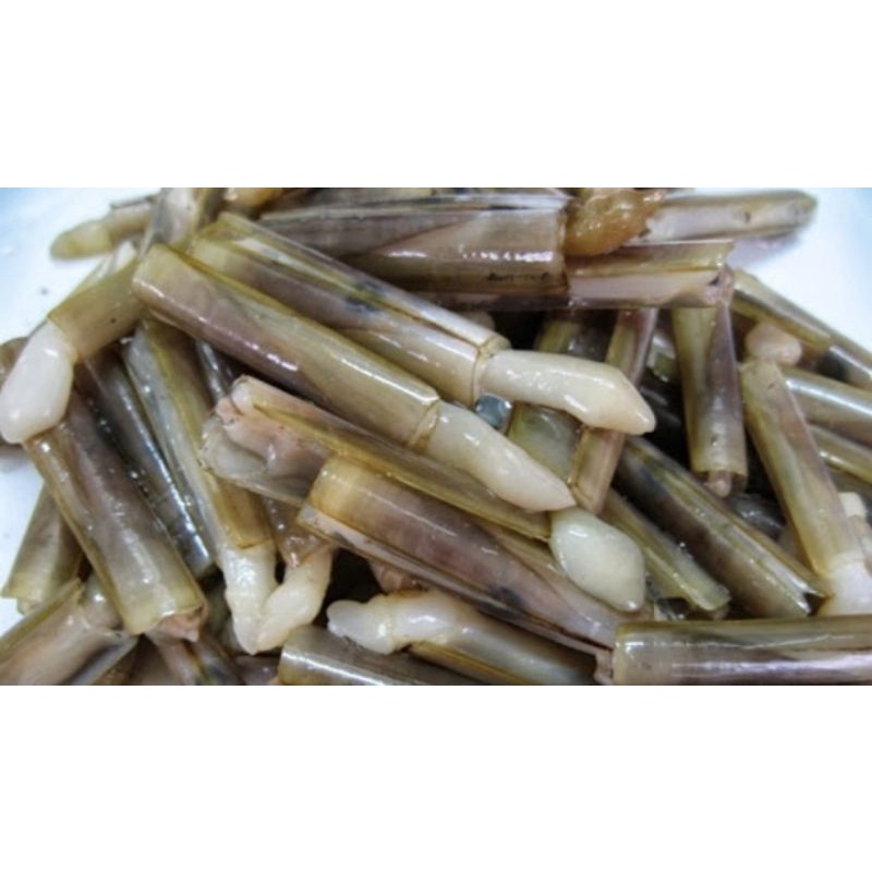 Kings Bamboo Clam / Razor Clam 8/10 Frozen 1kg Shopee Malaysia