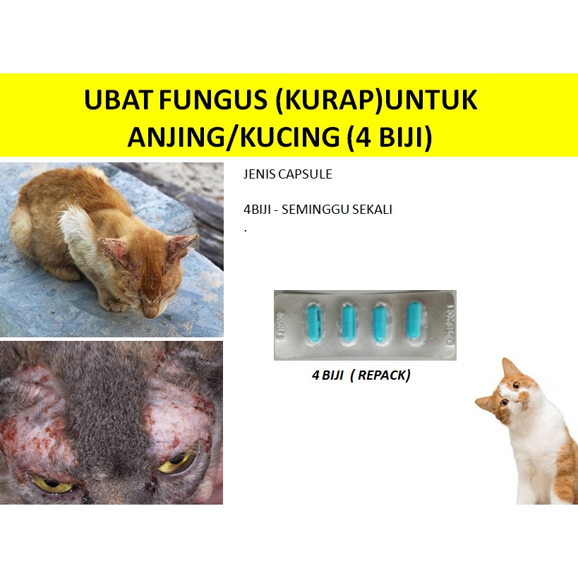 ubat kurap kucing 4 biji  Shopee Malaysia