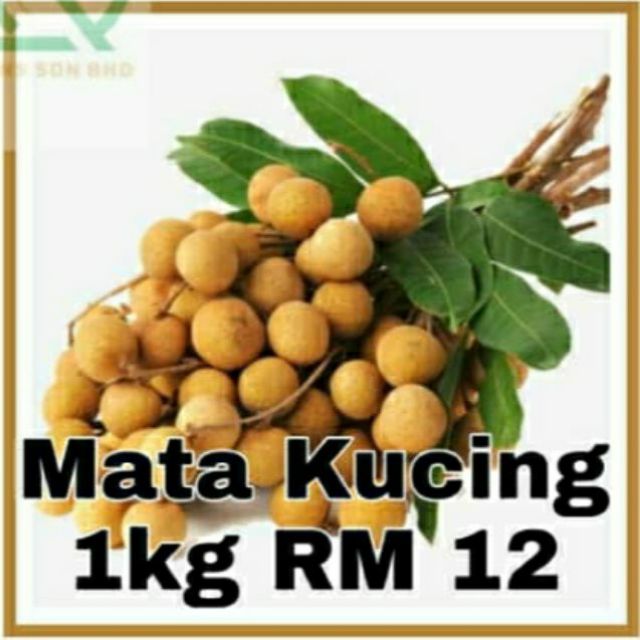  Mata  Kucing  Fruit 1kg Shopee Malaysia