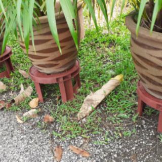 FLOWER POT STAND PELAPIK ALAS PASU BUNGA TAPAK PASU FLOWER POT STAND PELAPIK ALAS PASU BUNGA TAPAK PASU