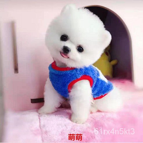 Rabbit Supplies 纯种泰迪幼犬出售长不大茶杯犬 博美俊介小型比熊犬衣服宠物狗狗 Shopee Malaysia