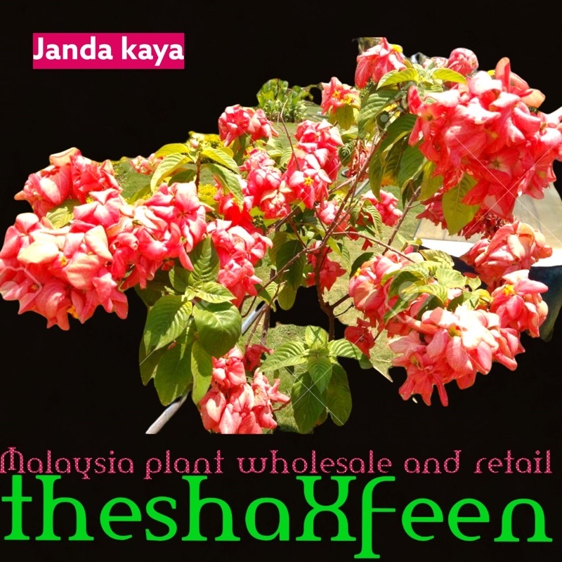 Buy Pokok Mussaenda Dona Luz Janda Kaya Theshaxfeen Seetracker Malaysia