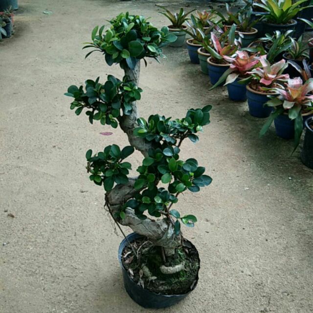 AZ Pokok bonsai  ficus S Shopee Malaysia