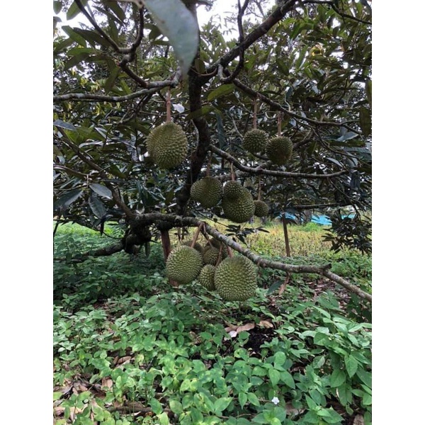 DURIAN UDANG MERAH ( PRICE PER KG,COD JOHOR u0026 MELAKA )