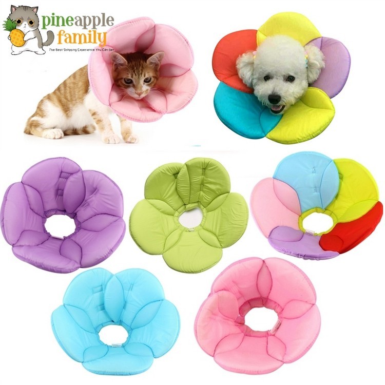 Can Dogs Eat And Drink With E Collar