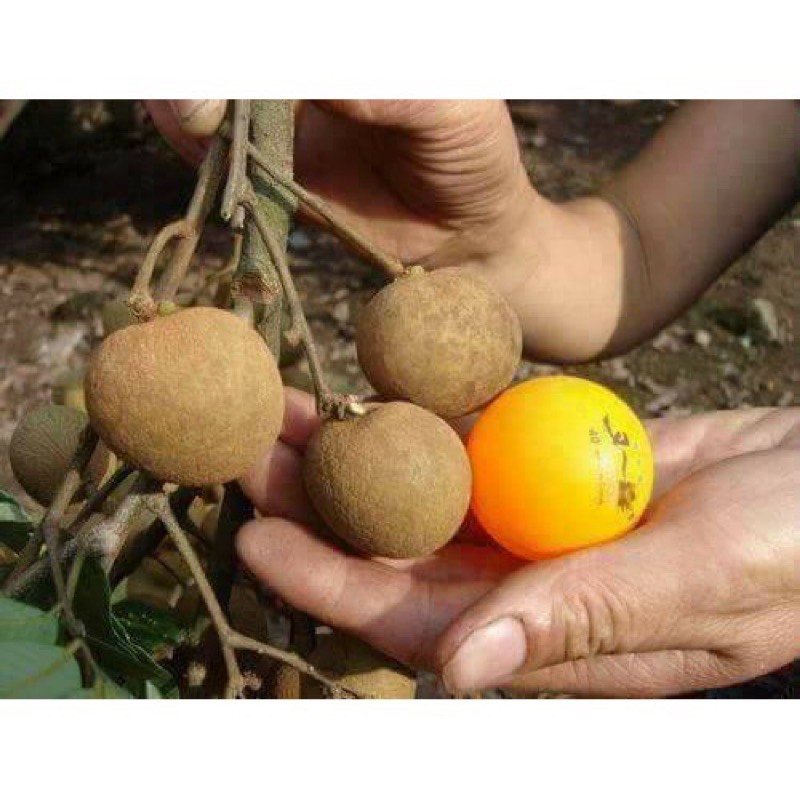 Anak Pokok Mata Kucing Ping Pong | Shopee Malaysia