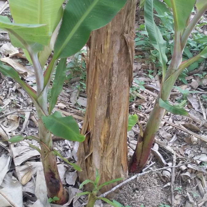 Anak Pokok Pisang Susu Shopee Malaysia