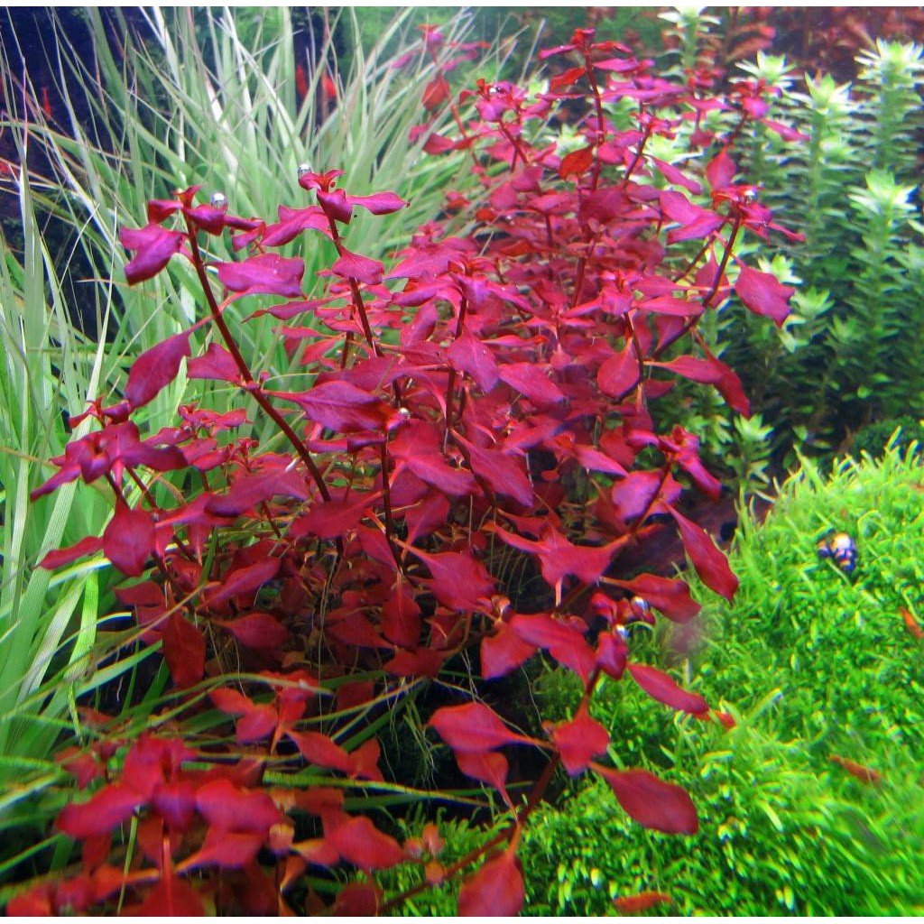 Aquatic Plants Ludwigia Super Red Shopee Malaysia