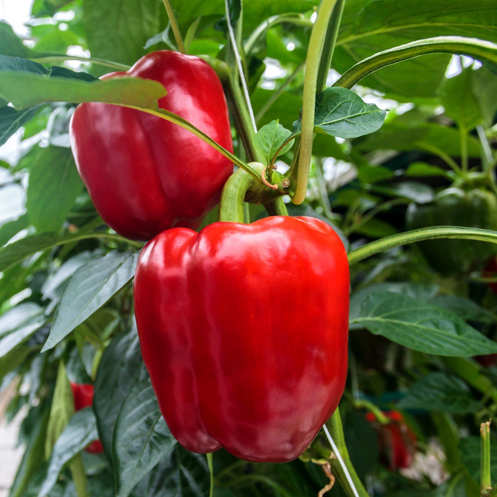 20pcs Seeds Red Pepper Capsicum Biji Cili Benggala Merah红灯笼椒 Shopee Malaysia