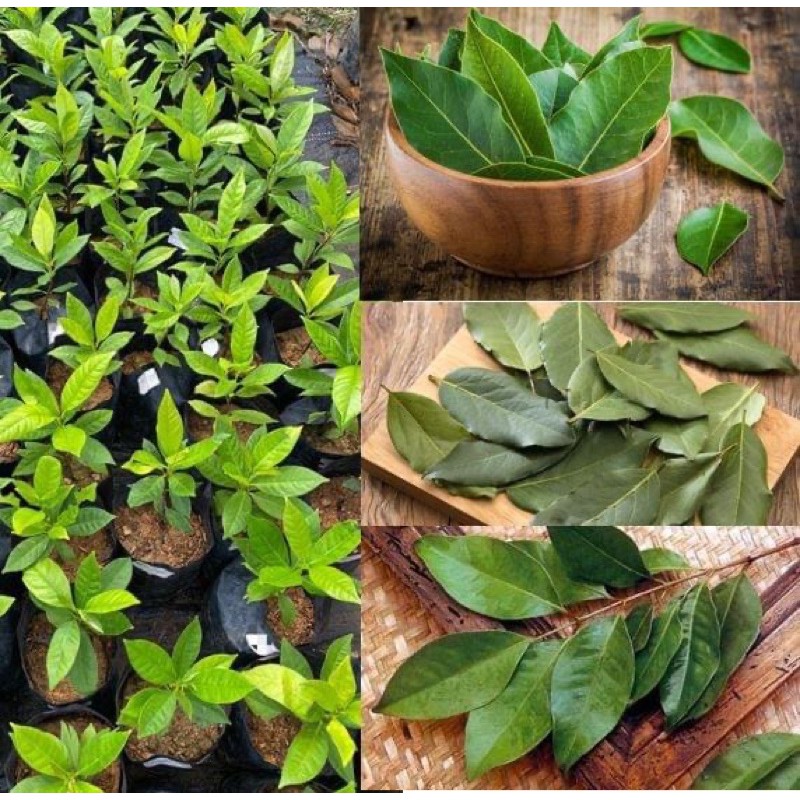 Buy Anak Pokok Daun Salam Indonesia Bay Leaf Penambah Rasa Dlm Masakkan Seetracker Malaysia