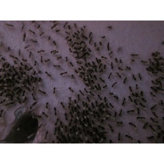Ant killing bait 3g (ubat semut jenis umpan)  Shopee Malaysia