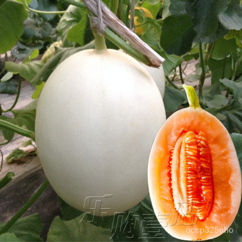Oriental Pearl Horn Honey New Honey Melon Seed Sweet White Skin Red Meat Muskmelon Hami Melon Watermelon Vegetable Seeds