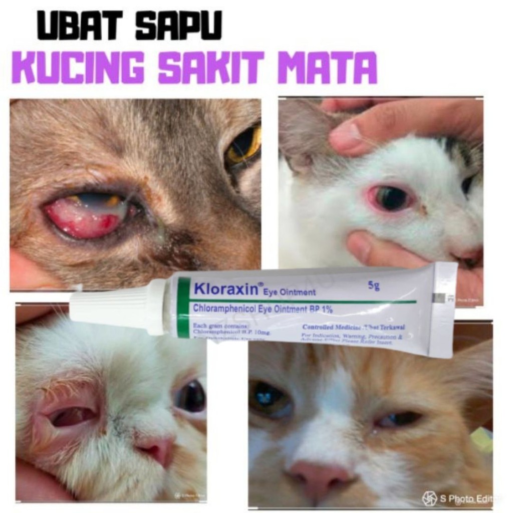 Ubat Mata Bengkak Dan Sakit Kucing Anjing Shopee Malaysia