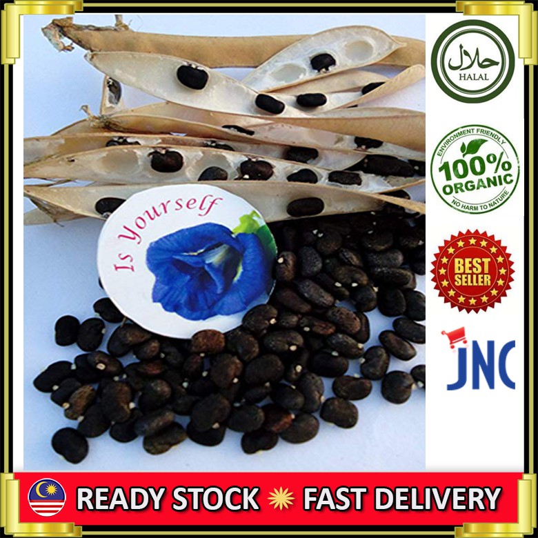 35 SEED BUTTERFLY BLUE PEA FLOWER SEED/BLUE PEA SEEDS/BIJI BENIH