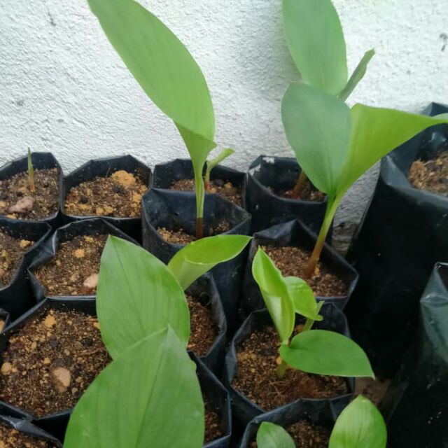 Pokok Temu Kunci Anak Pokok