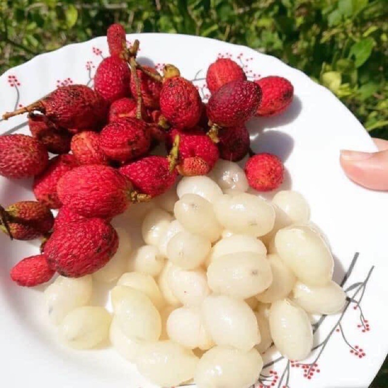 anak pokok buah ridan @ korlan | Shopee Malaysia